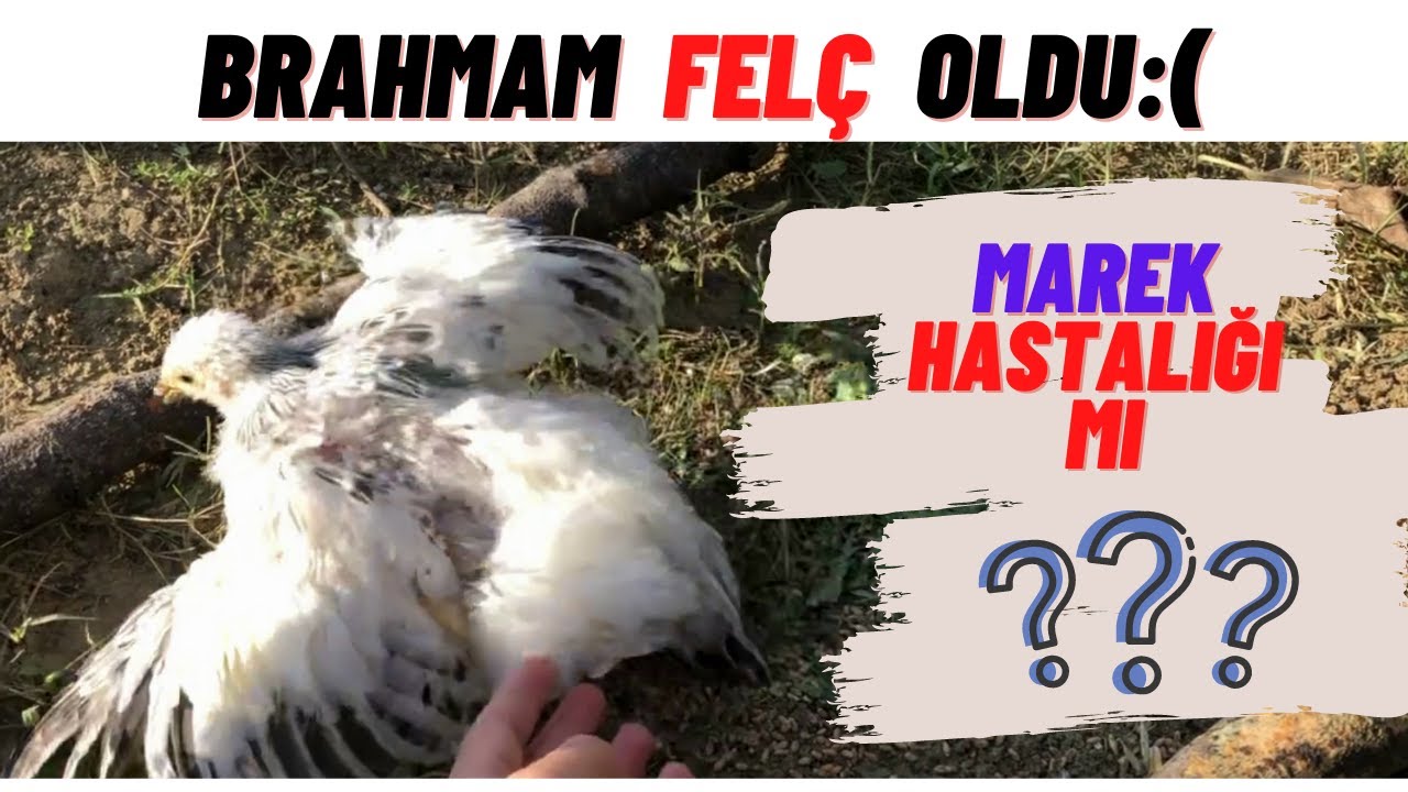 BRAHMAM FELÇ OLDU  :(  MAREK HASTALIĞI MI??