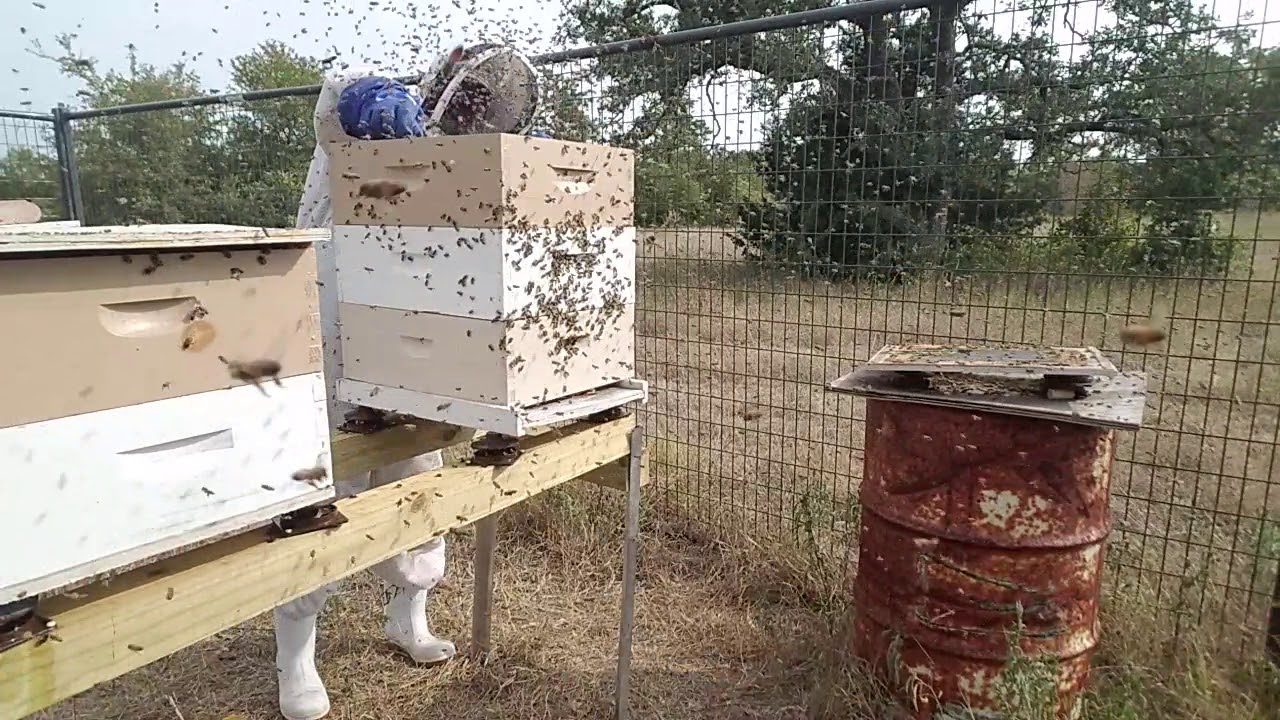 Bee Colony Walk-away Split with Agressive Bees