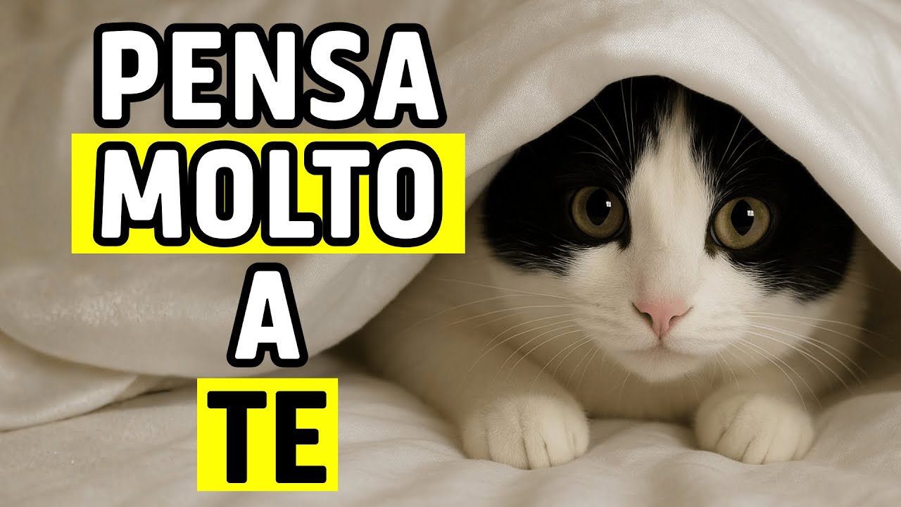 Segnali che indicano che il tuo gatto pensa molto a te.