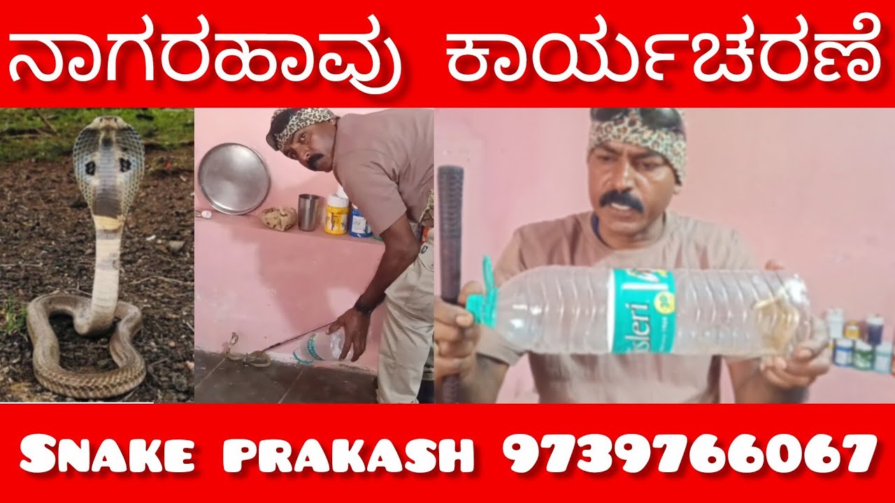 Nagarahavu (ನಾಗರಹಾವು ಕಾರ್ಯಾಚರಣೆ) Cobra 🐍 snake rescue with snake praksh Mysuru 