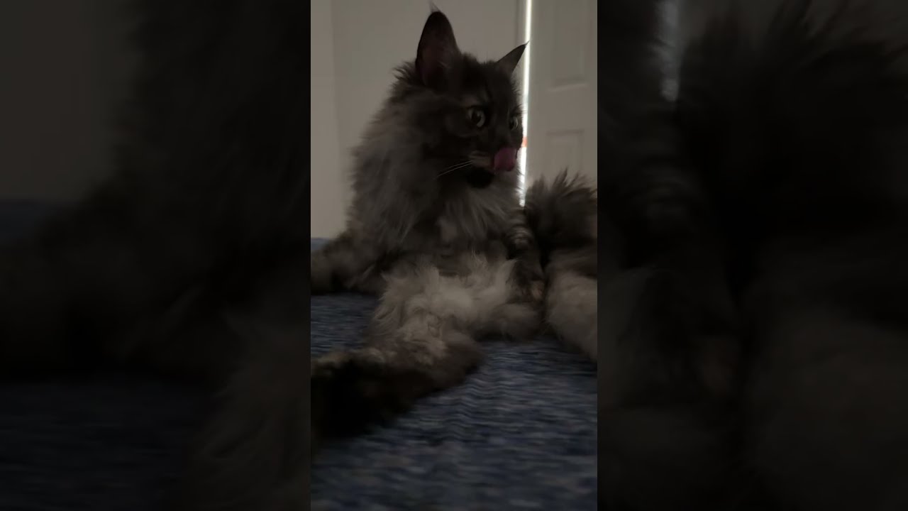 Oh Happy Day🇺🇸 is live! #cat #prettyfunny #funnycats #kitten #prettycat #fyp #trending #viral #cute