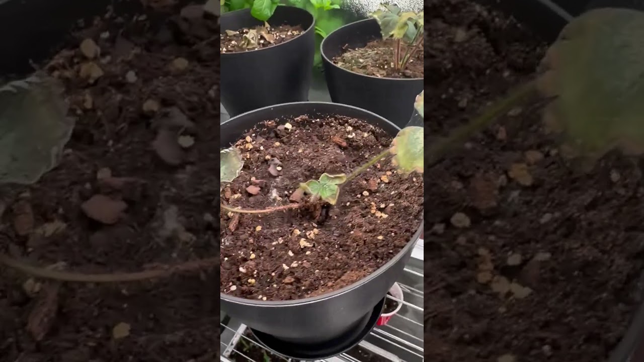 Why my strawberry plant die at basement.