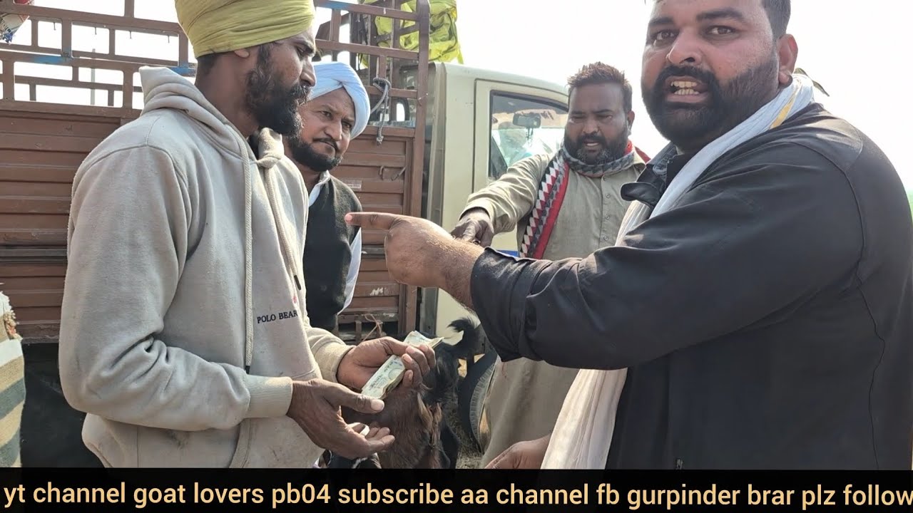 bakra mandi surewala shri muktsar sahib live saude kam faswa poora