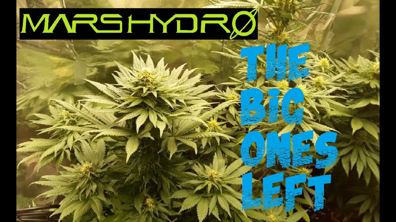 Grow Marijuana, Weed Grow Last of Season 1 Growing with Mars Hydro