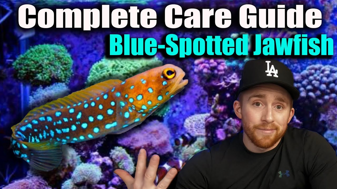 How To Care For Blue-Spotted Jawfish (Complete Guide)
