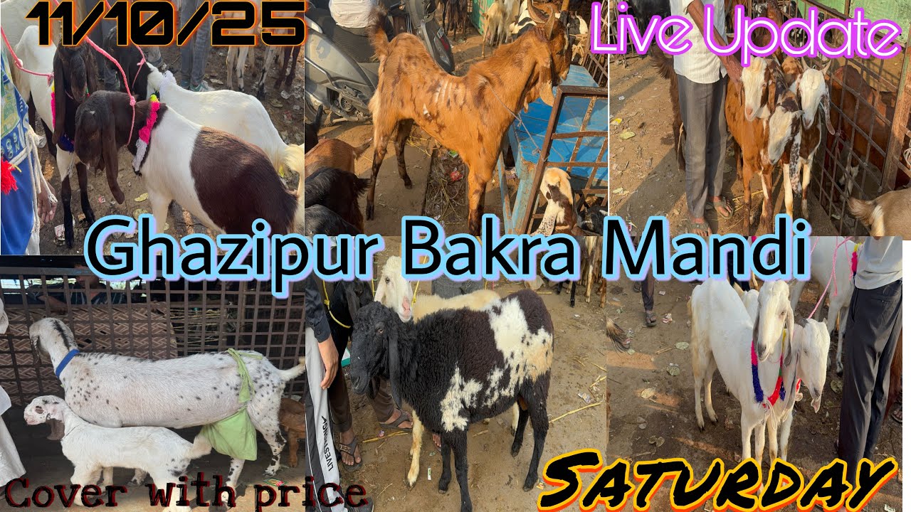 Ghazipur Bakra Mandi Live Update 11/10/2025 DELHI 