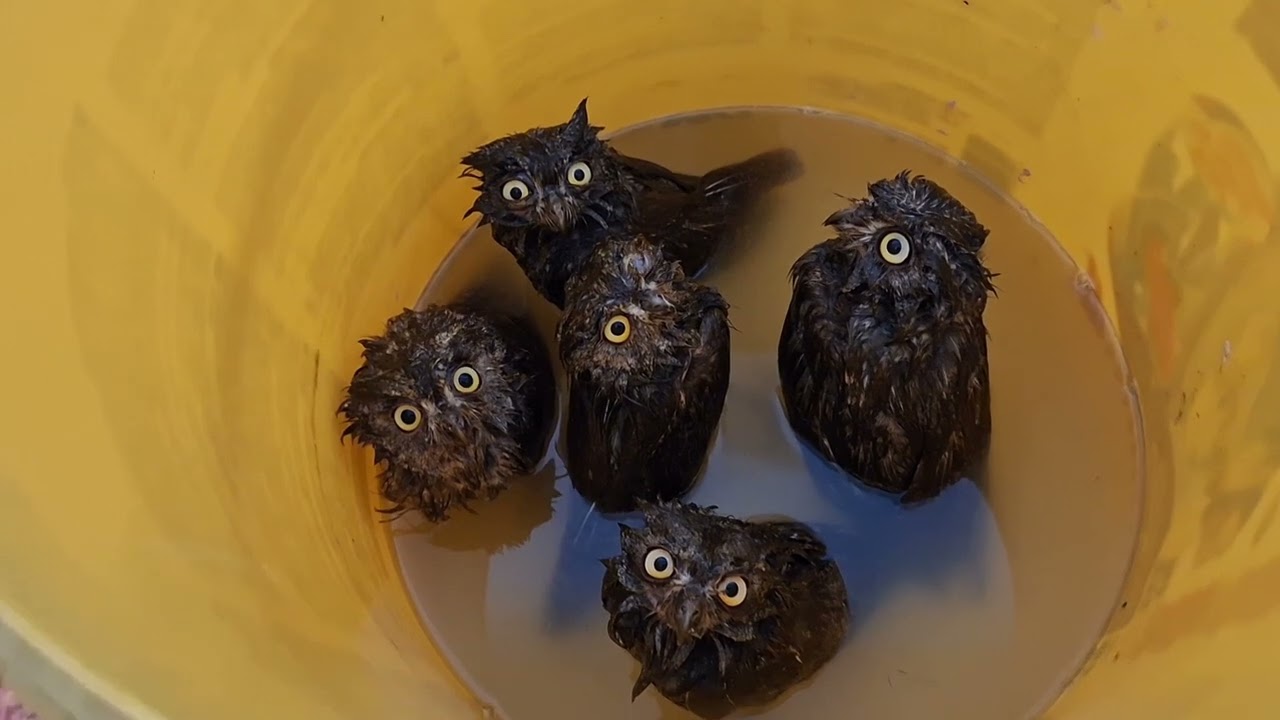 Купаем сов СПЛЮШКА 🦉🦉🦉