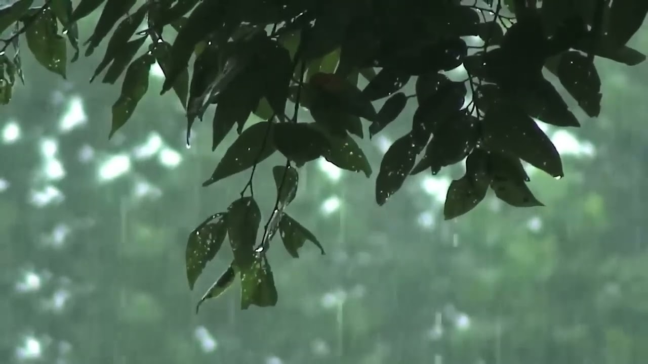 Peaceful Rain in the Forest  Rain on Leaves White Noise for Relaxing, Focus or Deep Sleep
