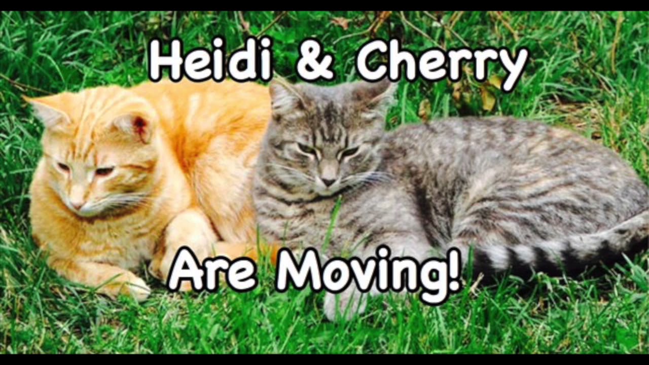 Fun Bedtime Story For Kids | Heidi & Cherry Are Moving