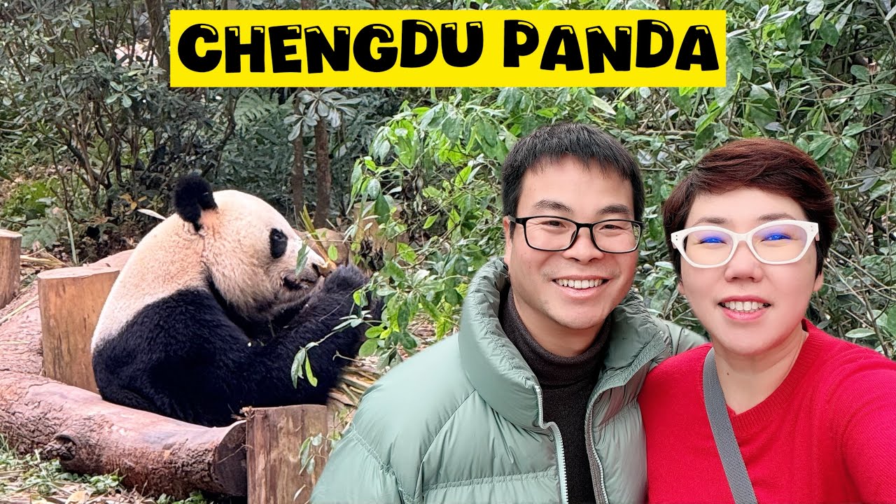 CHENGDU | PANDA Lagi Pada Ngapain Hari Ini?