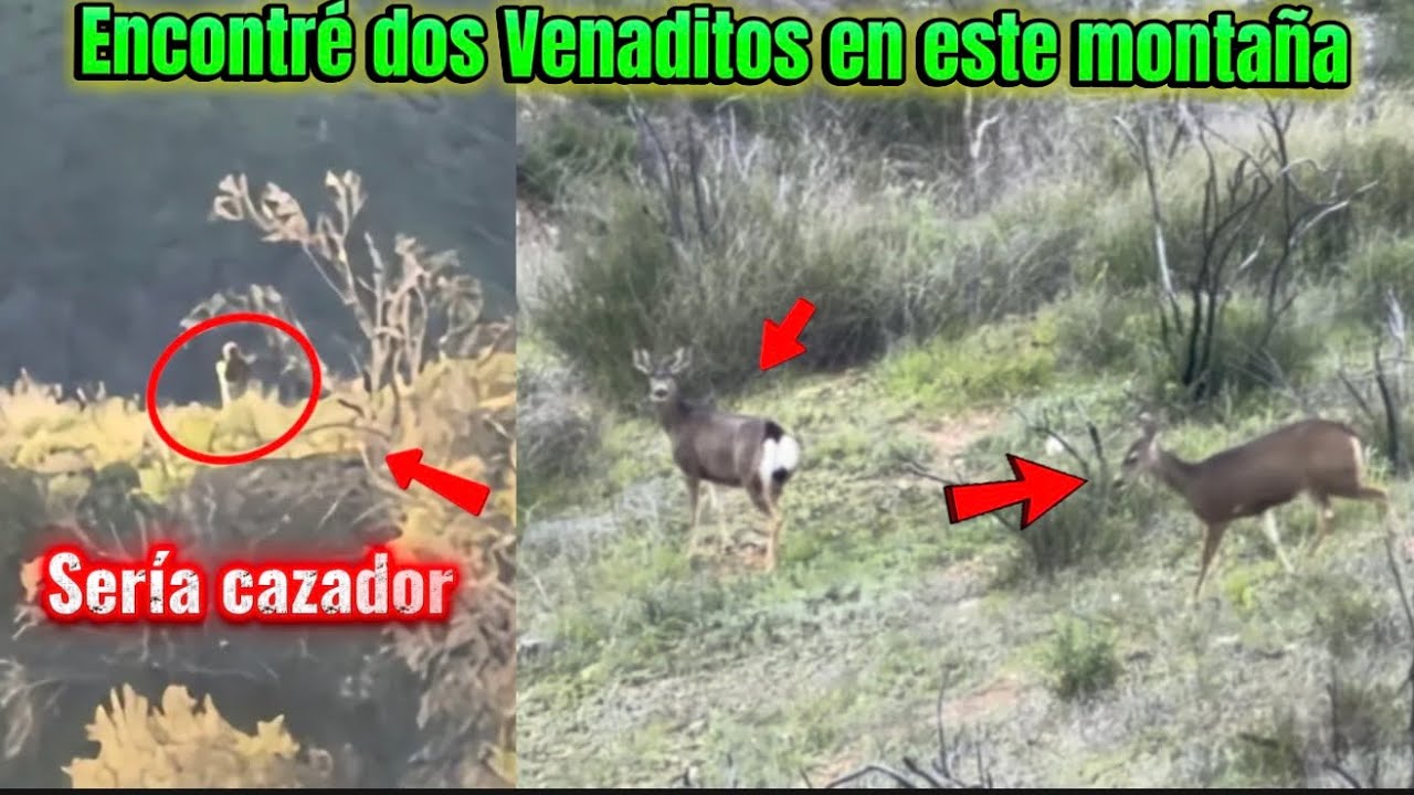 Encontré esto, hermoso, venado y un hombre sospechoso, observándolos