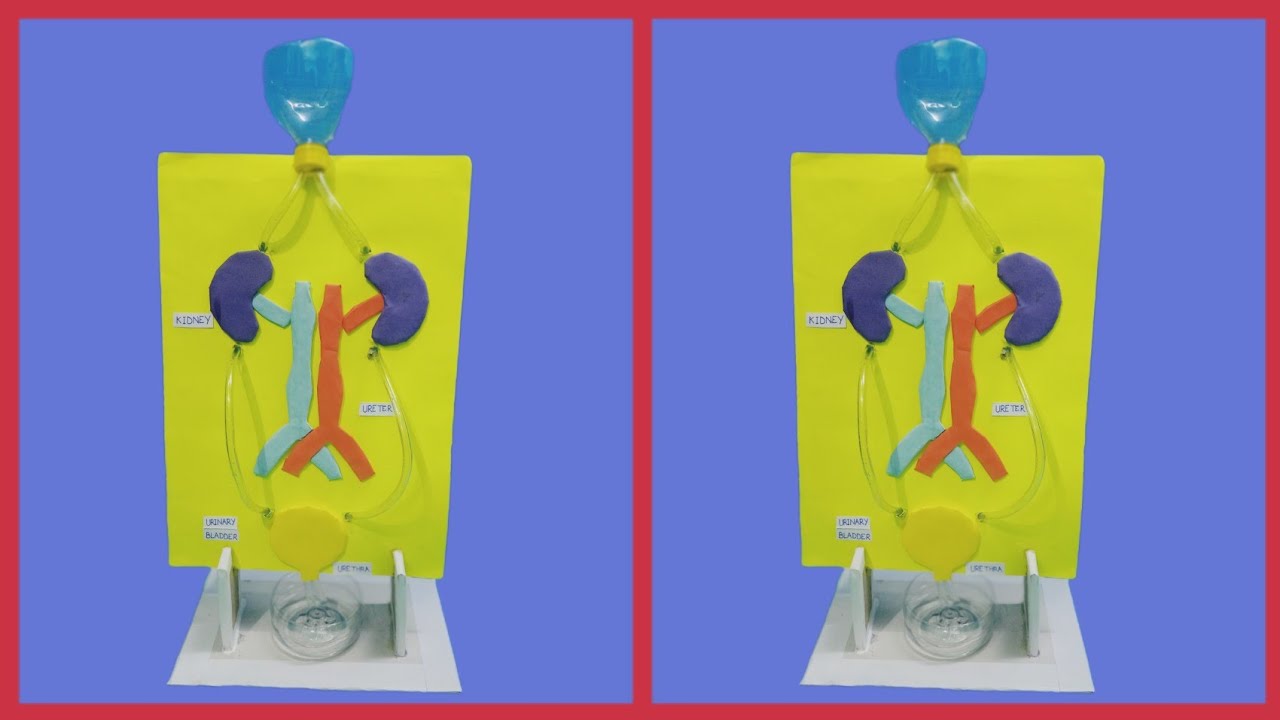 SCHOOL SCIENCE PROJECTS | KIDNEY WORKING MODEL | STEP BY STEP @CrafterAnam