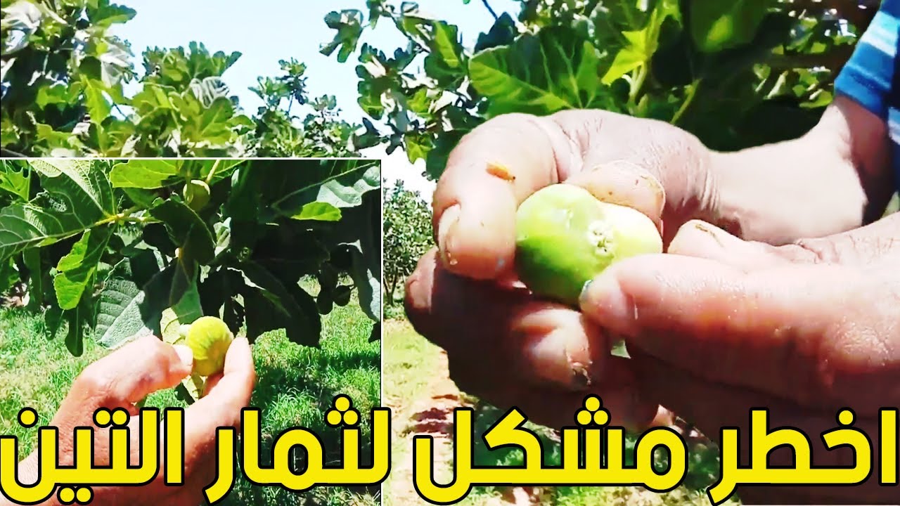 ذبابة التين / اخطر مشكل تواجهه شجرة التين /fig fly /mouche de figue
