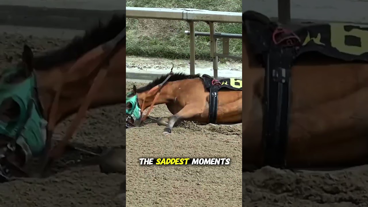 What Happens If a Racehorse Falls