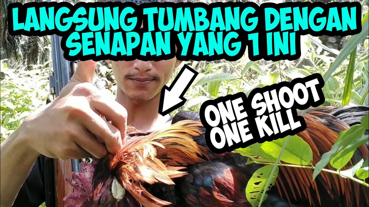 berburu ayam hutan merah dengan senapan gejluk OD 25