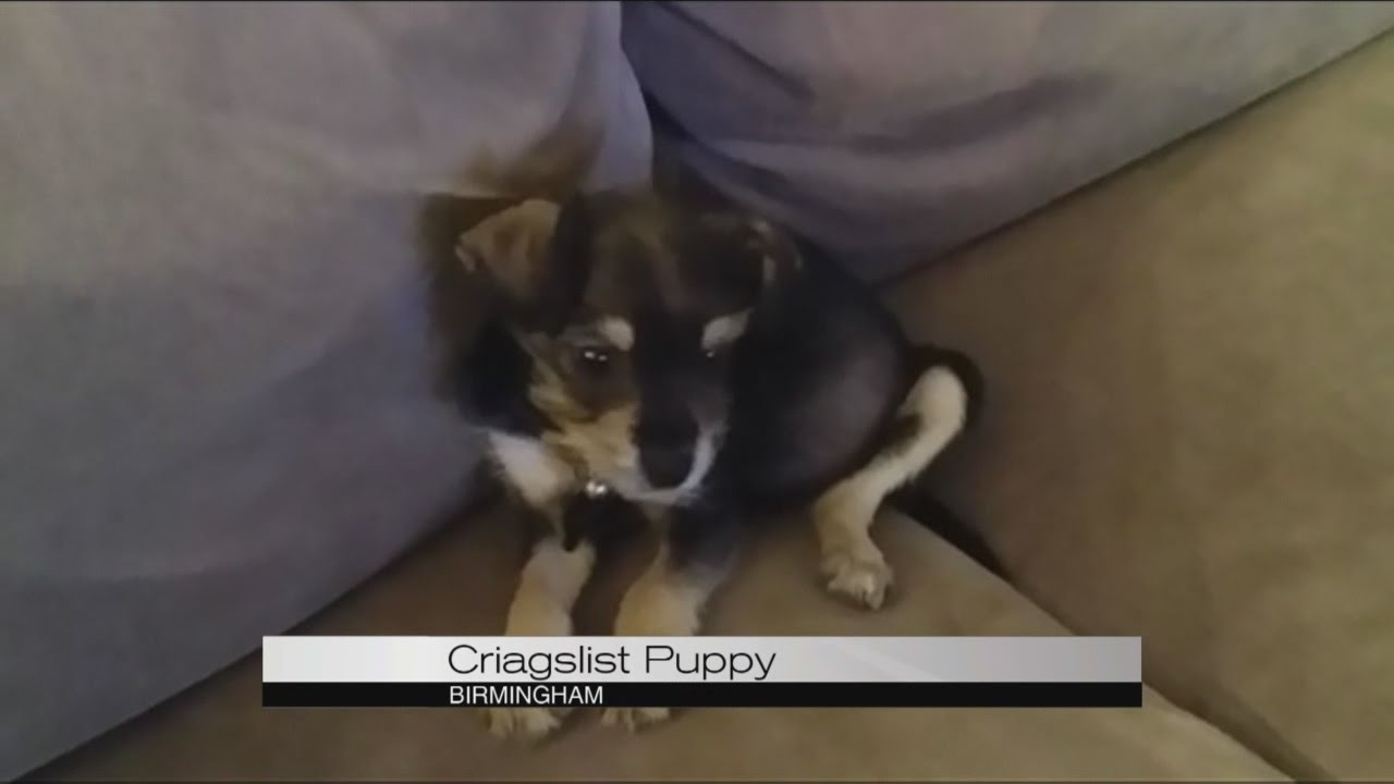 Craigslist Puppy