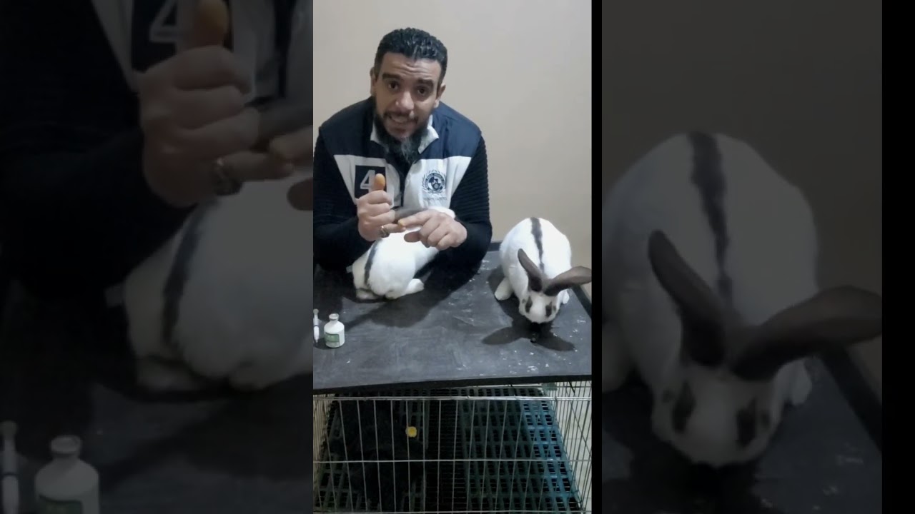 حلقة (5) سلسلة تربية الارانب البيور في المنزل  اهم تحصين للارانب اللي اشتريناها بيور