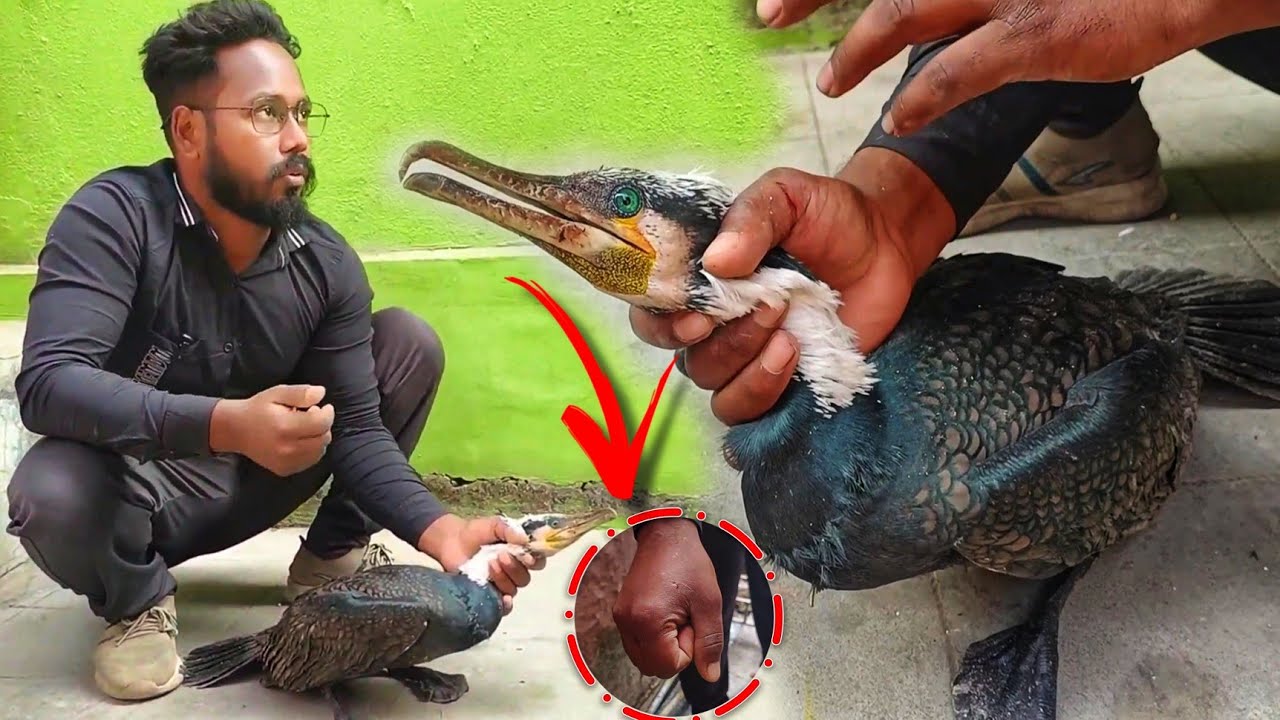 আমাদের জন্য আজকে এই রকম অবস্থা ❕ সংখ্যায় কমে গেছে  | Rescue By Samiran Barik |