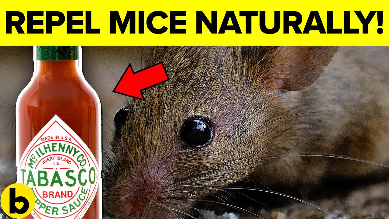 7 Ways To Get Rid Of Mice Permanently And Naturally