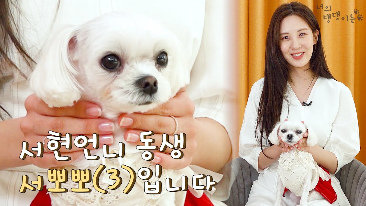 나 말티즈 뽀뽀쓰(3) 울언니 서현인디ㅣ너의 댕댕이는 [Eng Sub]