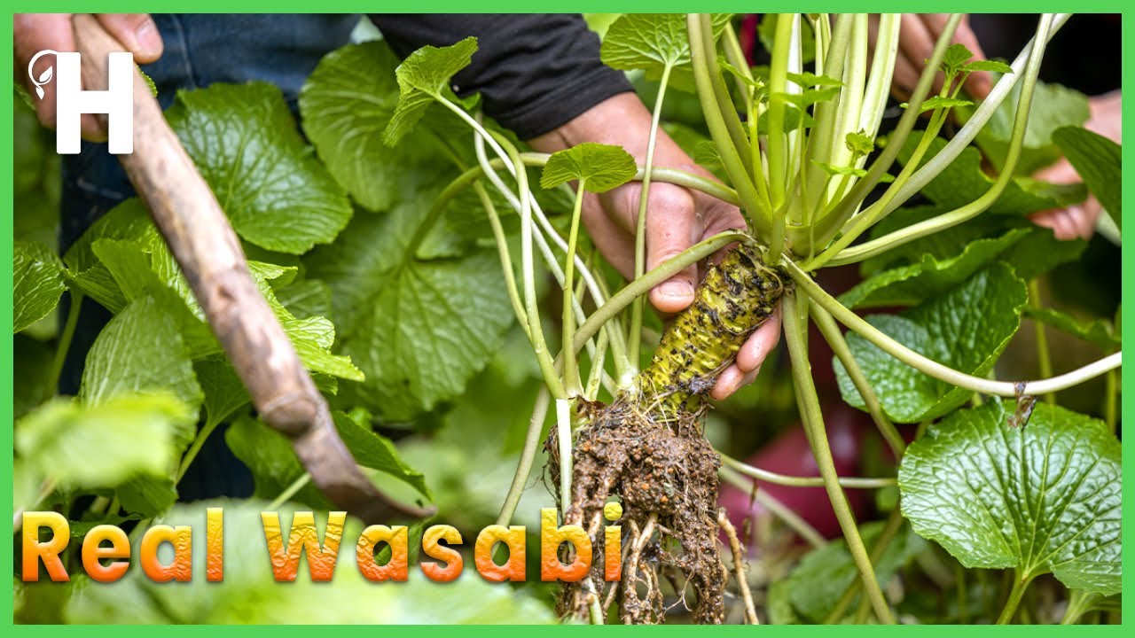Потрясающая технология выращивания и урожай WASABI - польза для здоровья WASABI | Happy Farm
