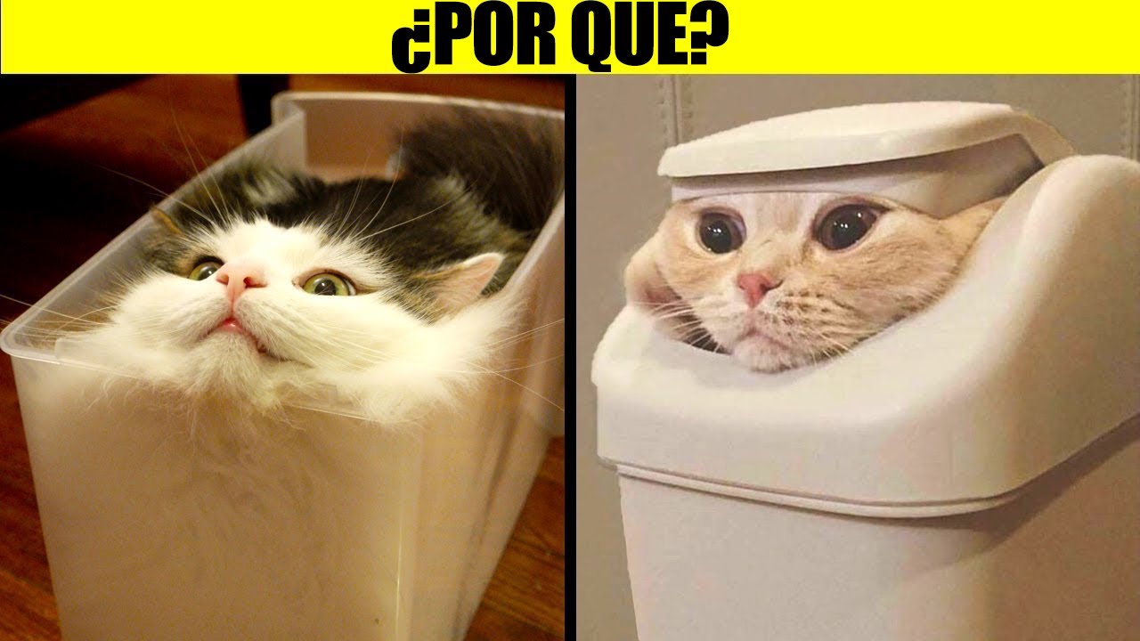 Los Comportamientos Más Extraños De Los Gatos Explicados