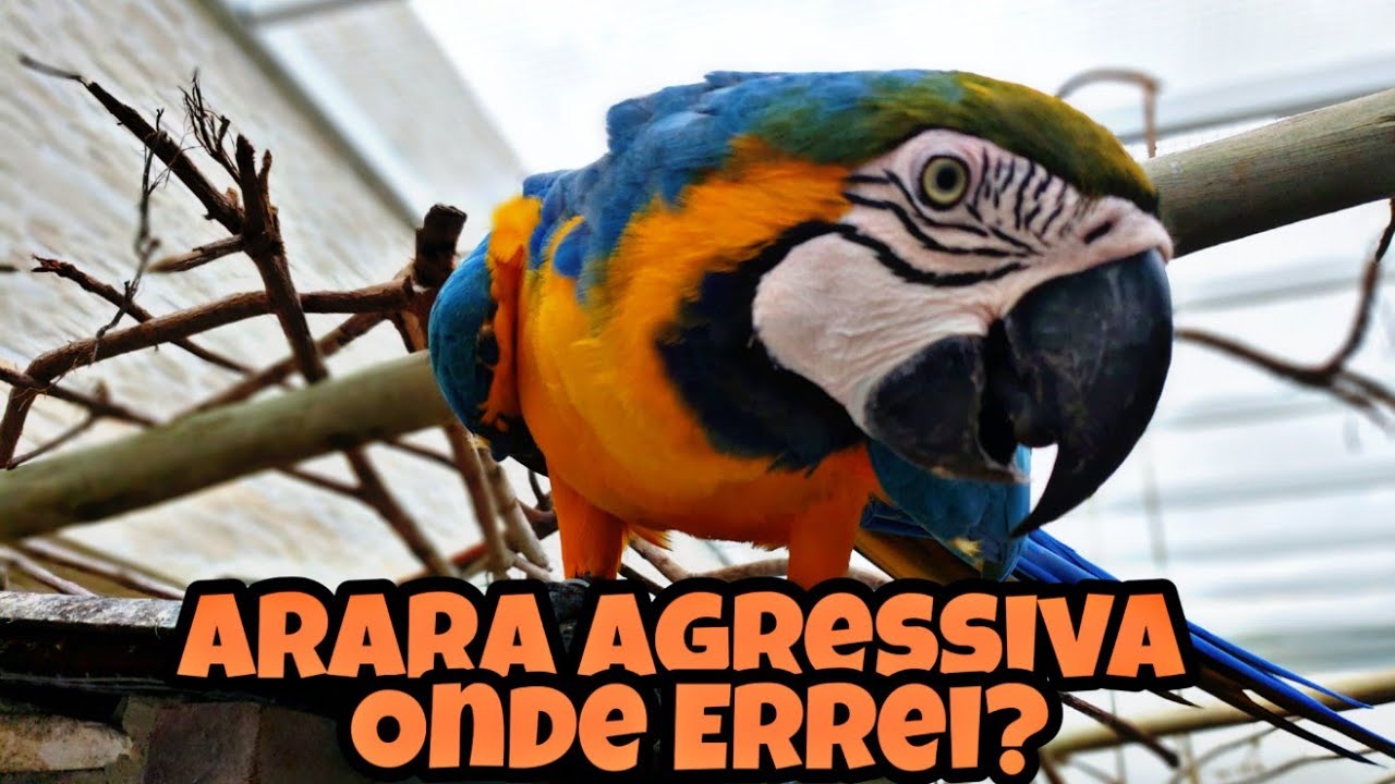 Comportamento -Arara Agressiva - Onde Errei?