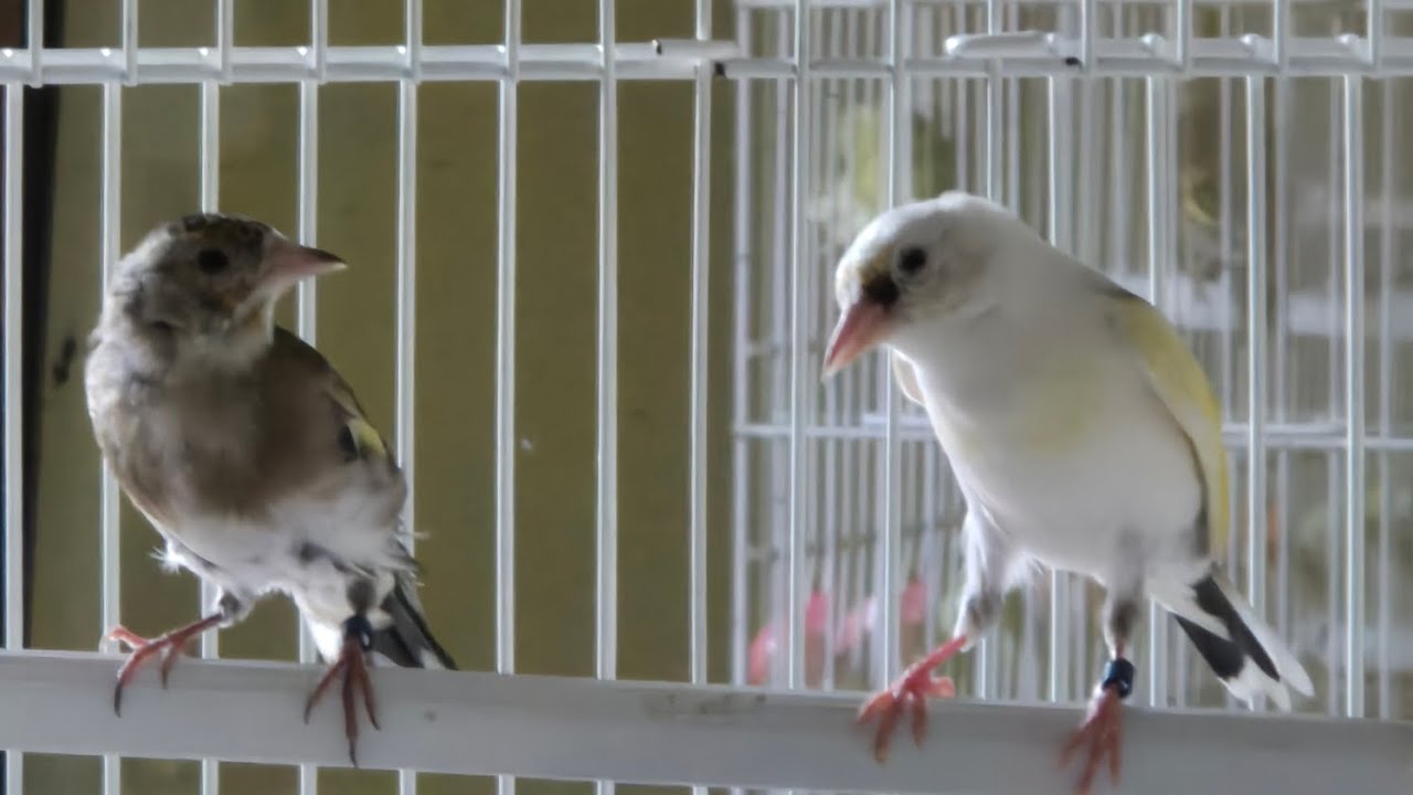 JILGUEROS MACHO PIO PARVA Y HEMBRA GARGANTILLA PARVA