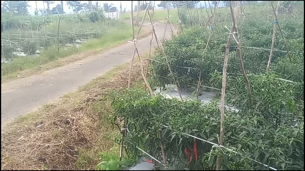Varietas Cabai Oplosan