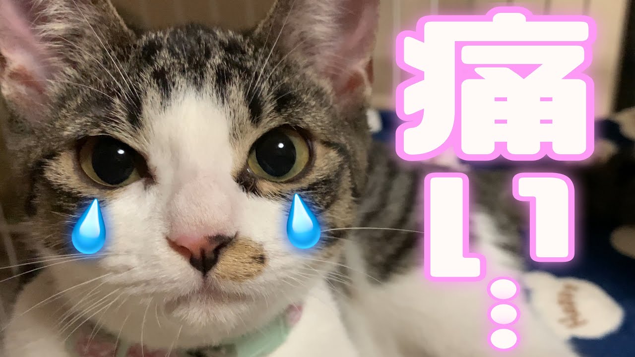 【まさか】うちの子猫がお留守番中に怪我をしてました…