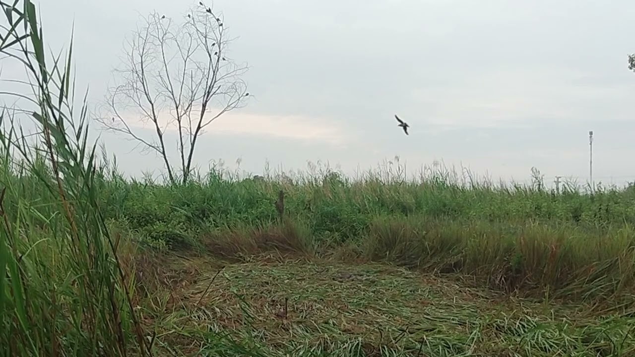 Lâu lắm mới làm lại bày cu ngói