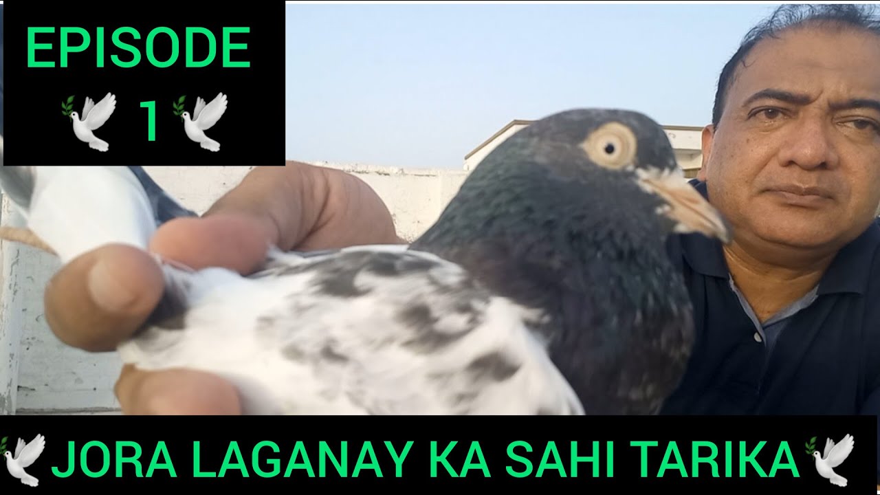 jora laganay ka tarika | Teddy kabootar | ferozpuri kabootar | 35wala kabootar | quality pigeon pair