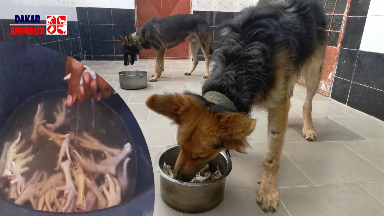 Voici la recette miraculeuse pour faire grossir votre chien (Dakar Animaux)