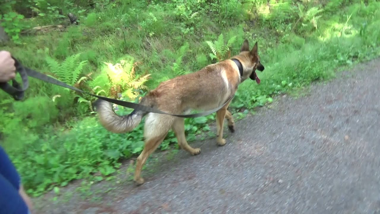 Koirankoulutus, malinois koirien ja omistajien käytöskoulussa, Koirakoulu Homeetta