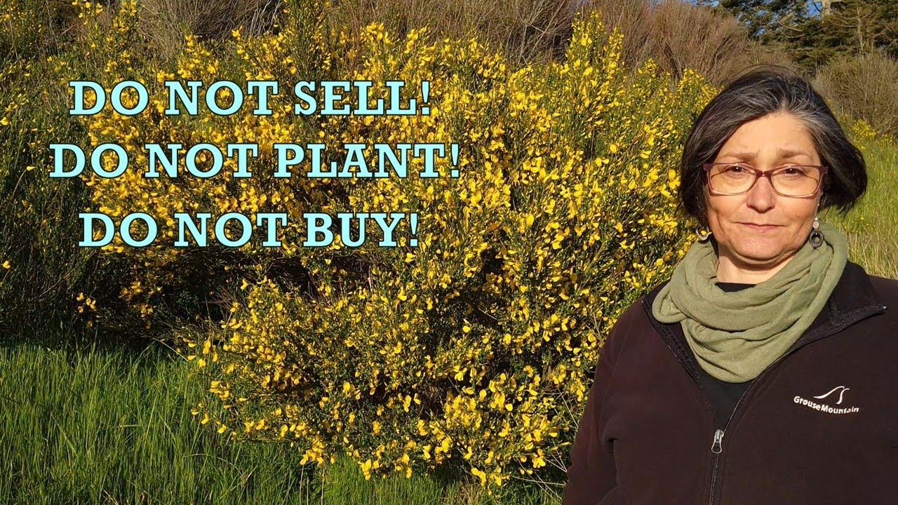 Scots broom Cytisus scoparius beautiful where native, very detrimental where is invasive