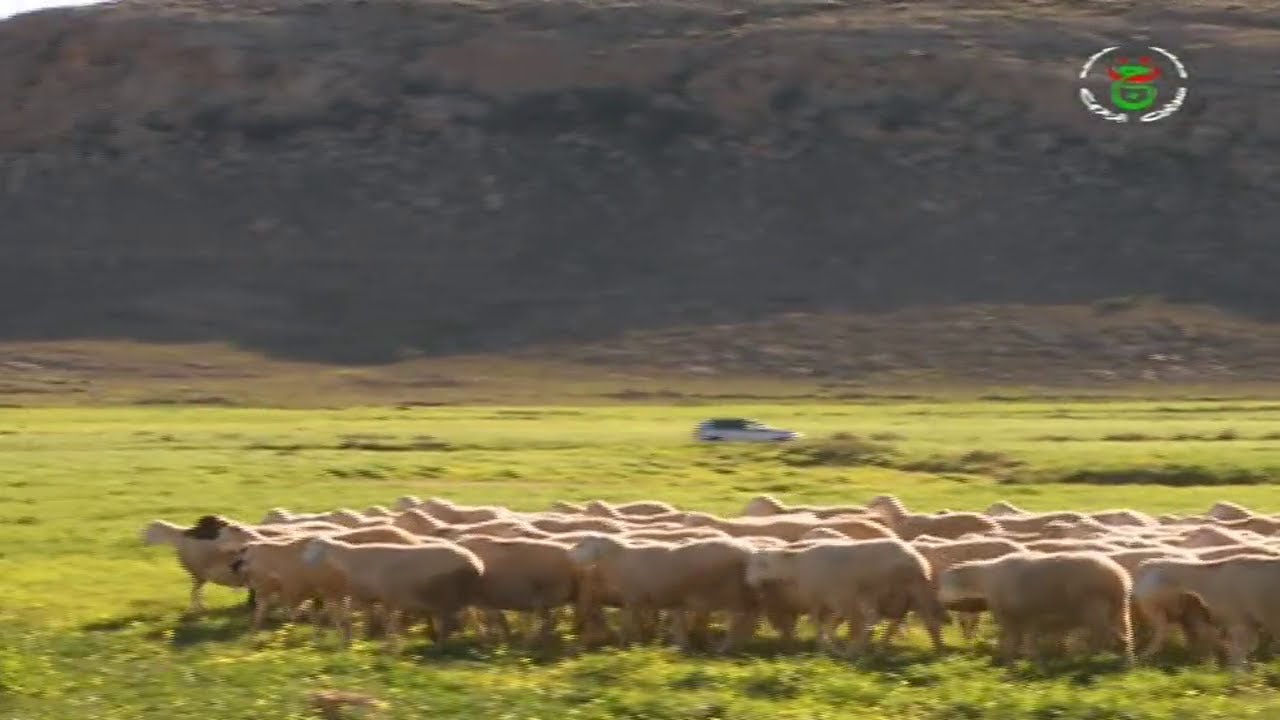شاهد لماذا لحوم أغنام الجزائر هي الأجود عالميا