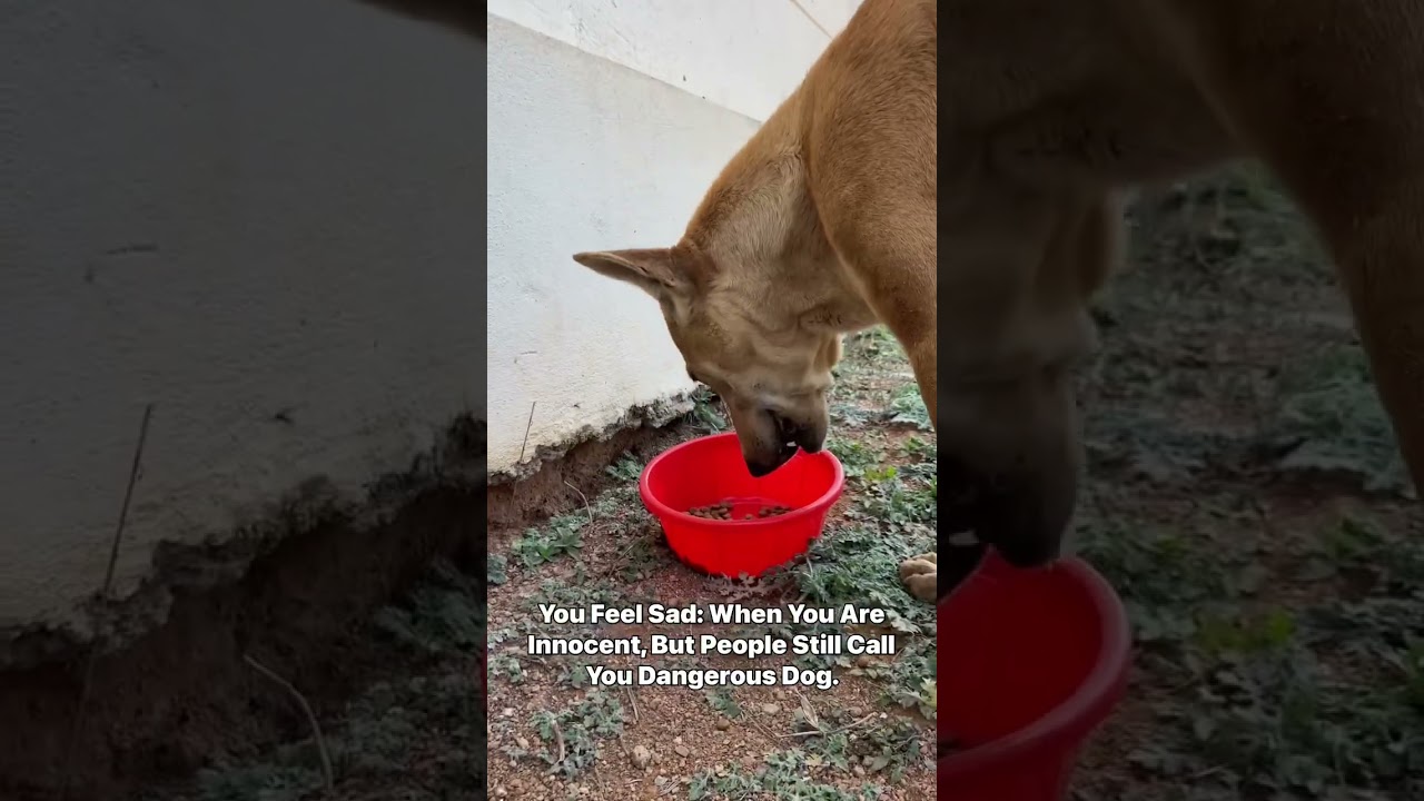 #dogoftheday #helpinghands #straydogs #animals #dogs #help #save #2023