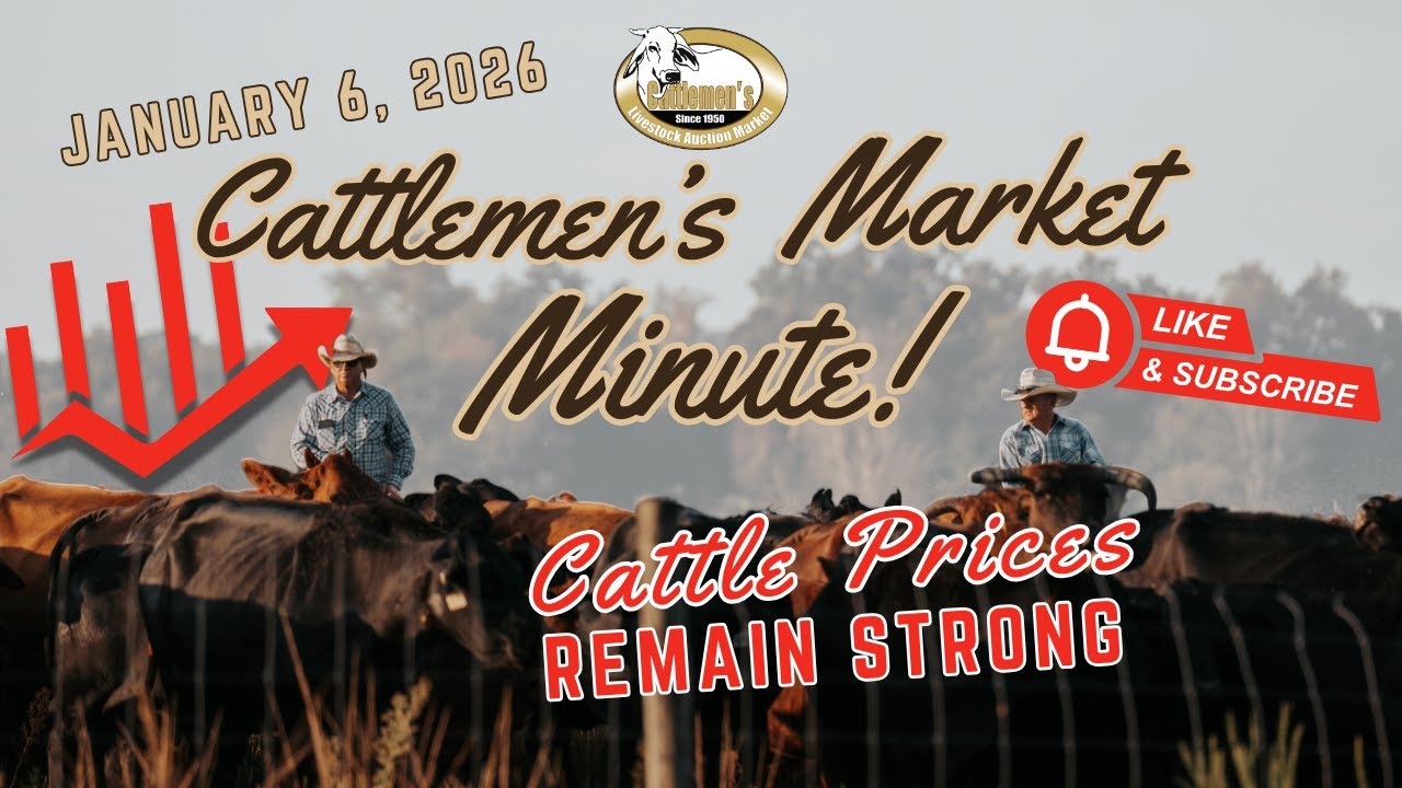 Cattlemen's Market Minute January 6, 2026! Cattle prices are staying strong in Lakeland, FL.