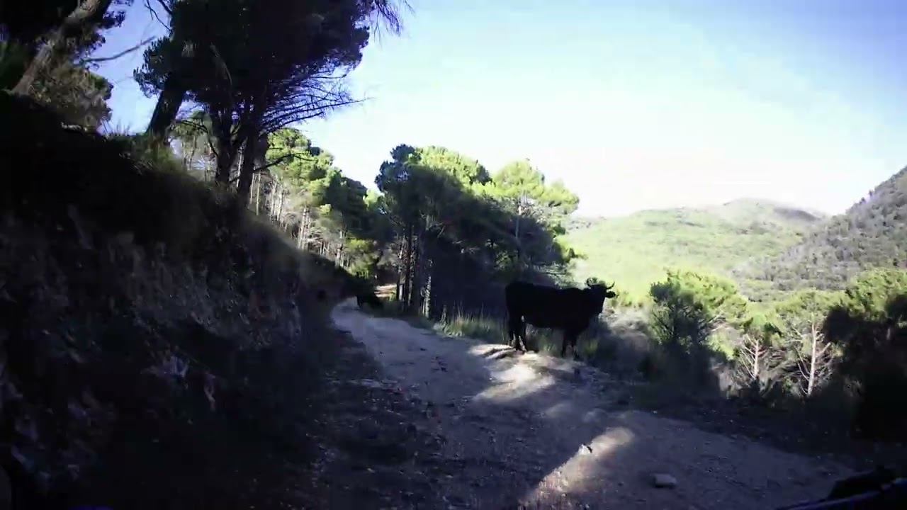 dalla montagna immersione  nel bosco