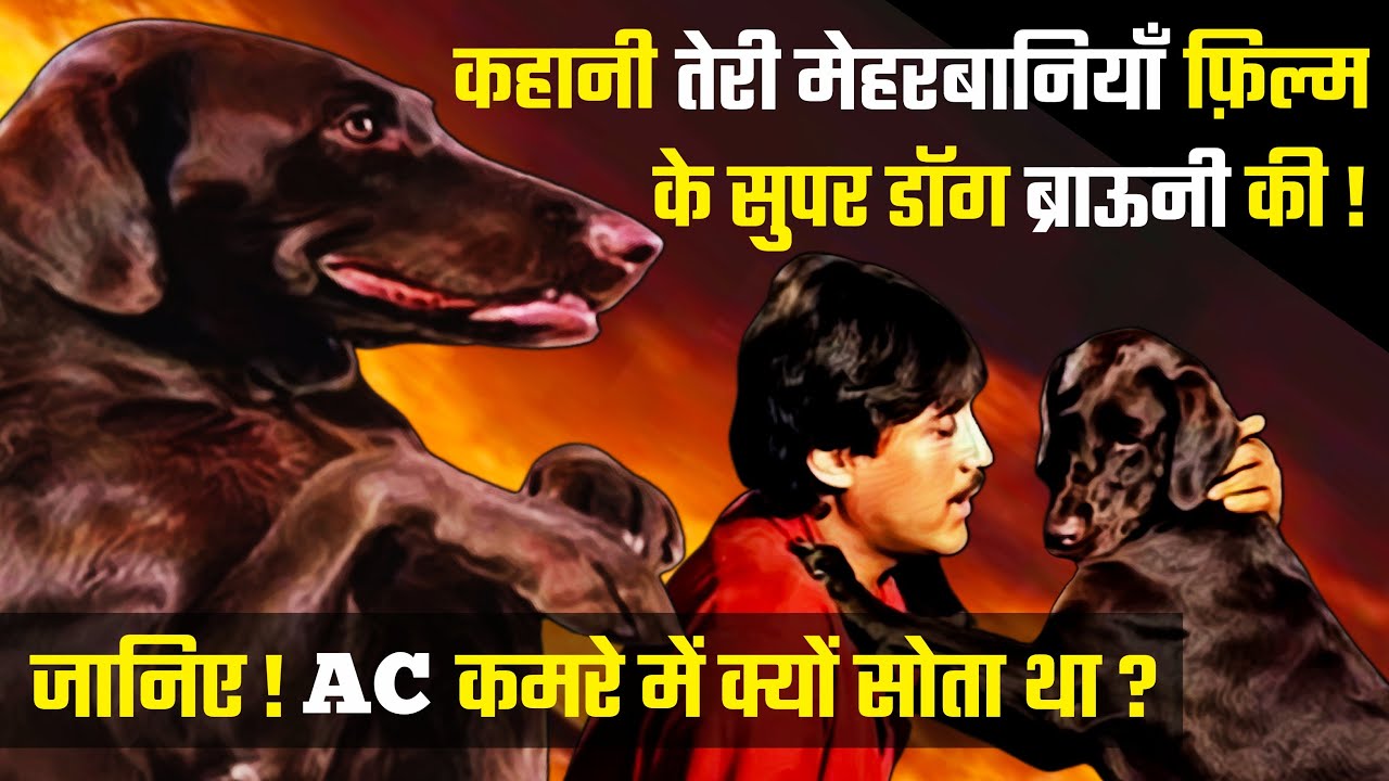 कहानी Teri Meherbaniyan फ़िल्म के सुपर डॉग Brownie की | Moti Dog | Mard Film Amitabh | Jackie Shroff