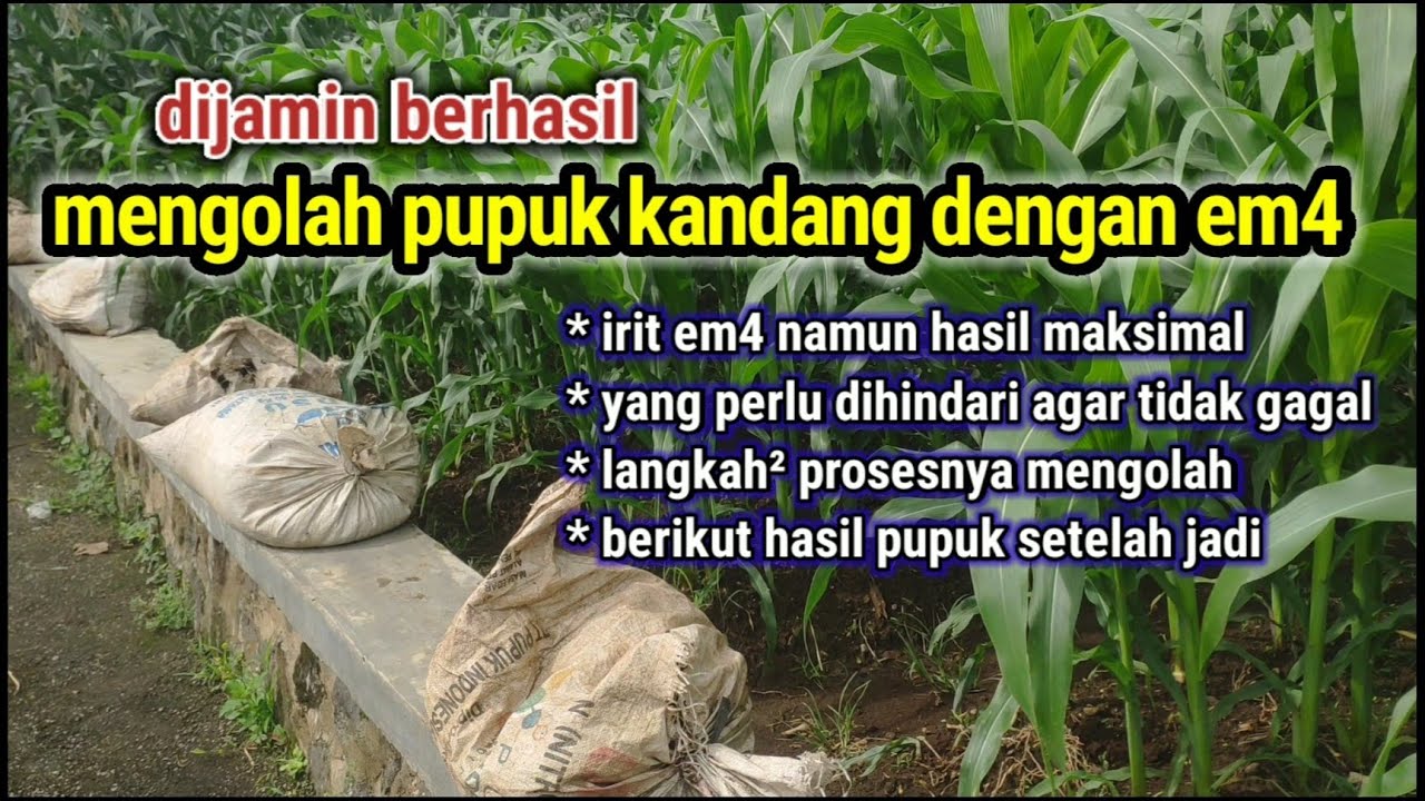 cara fermentasi pupuk kandang dengan em4