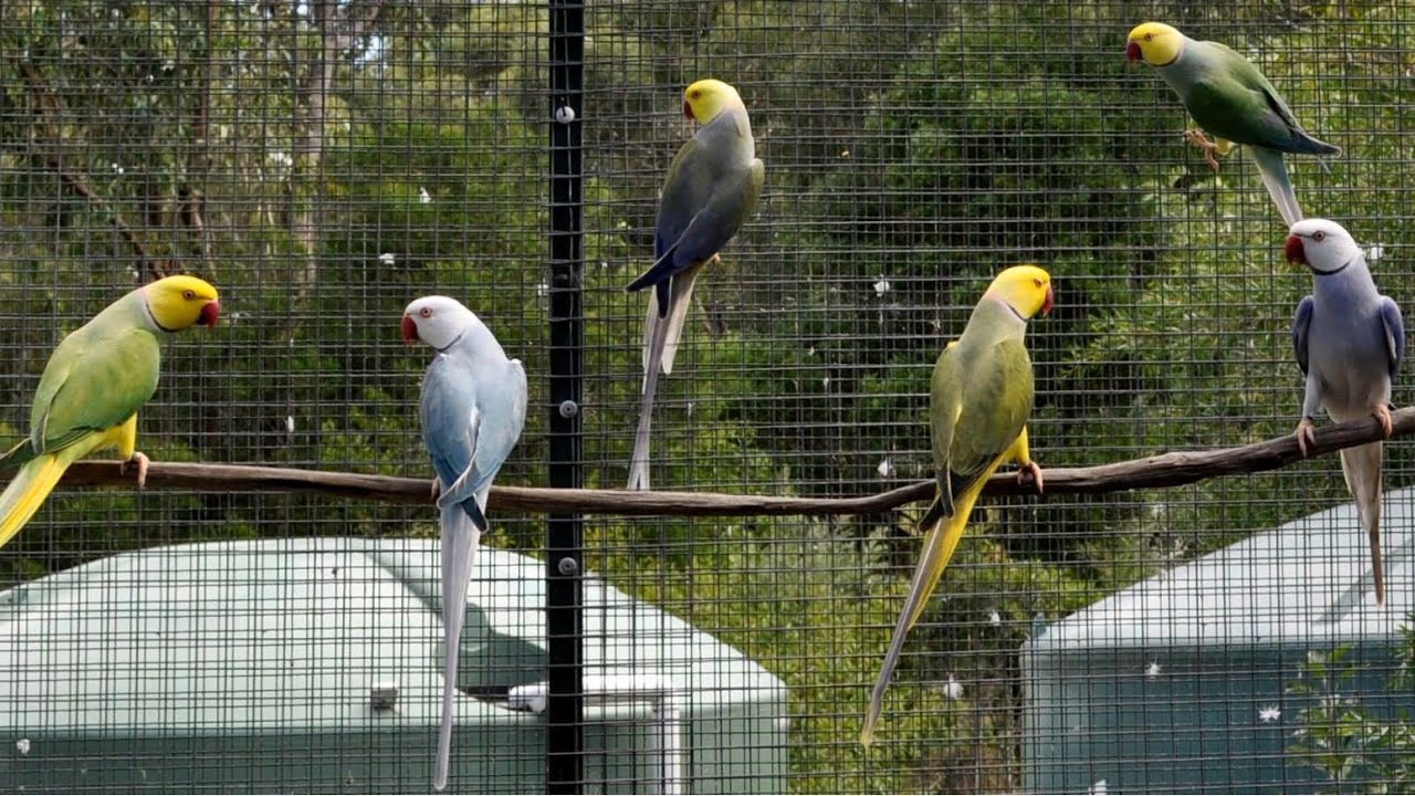 Best cage Setup for Indian Ringneck Parrots Mutations