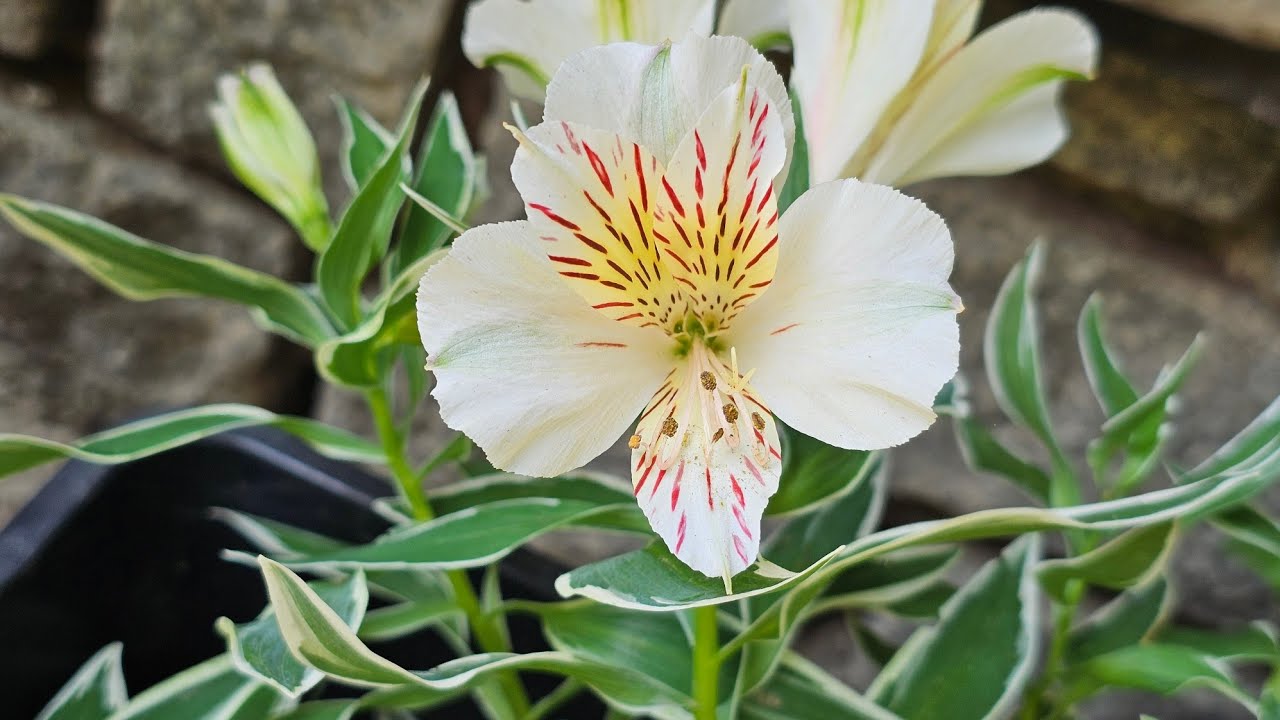 Alstroemeria collection 2025 