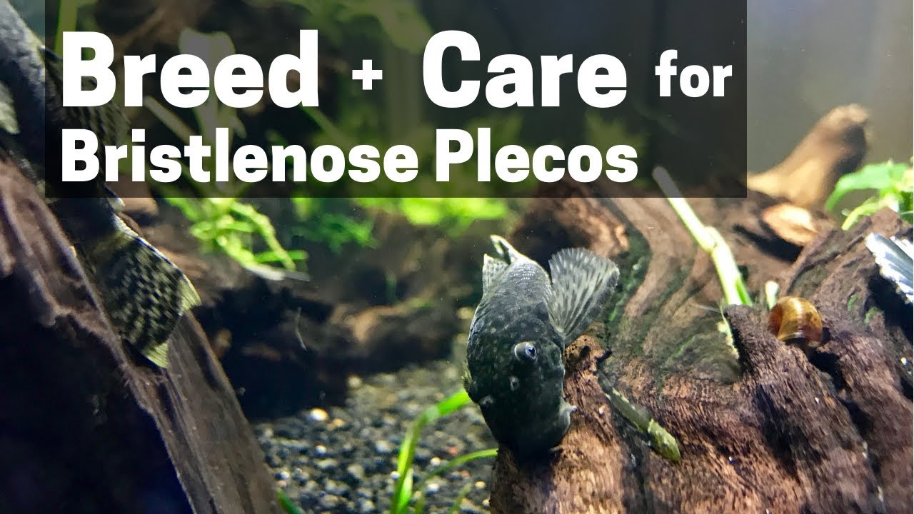 HOW TO BREED + CARE FOR BRISTLENOSE PLECOS (Catfish)
