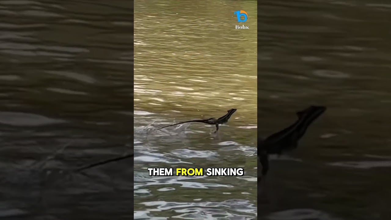 Lizards That Can Run on Water