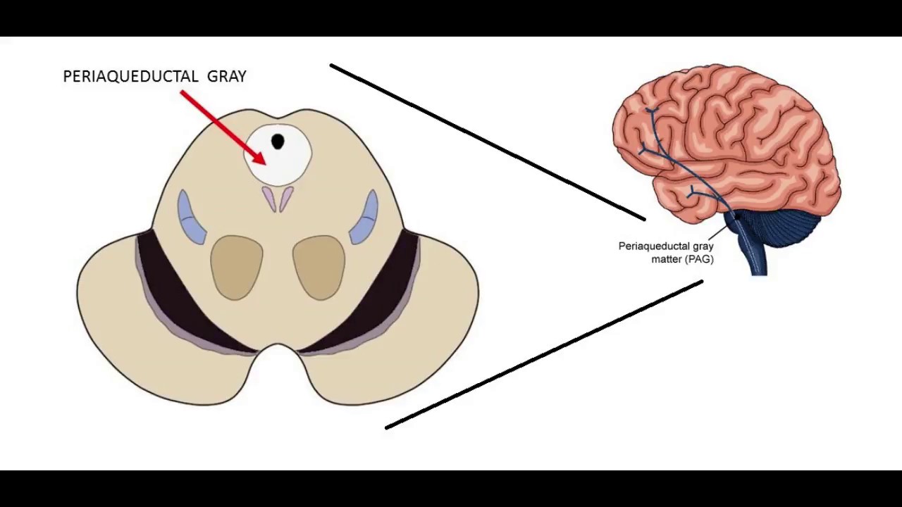 The biology of aggression