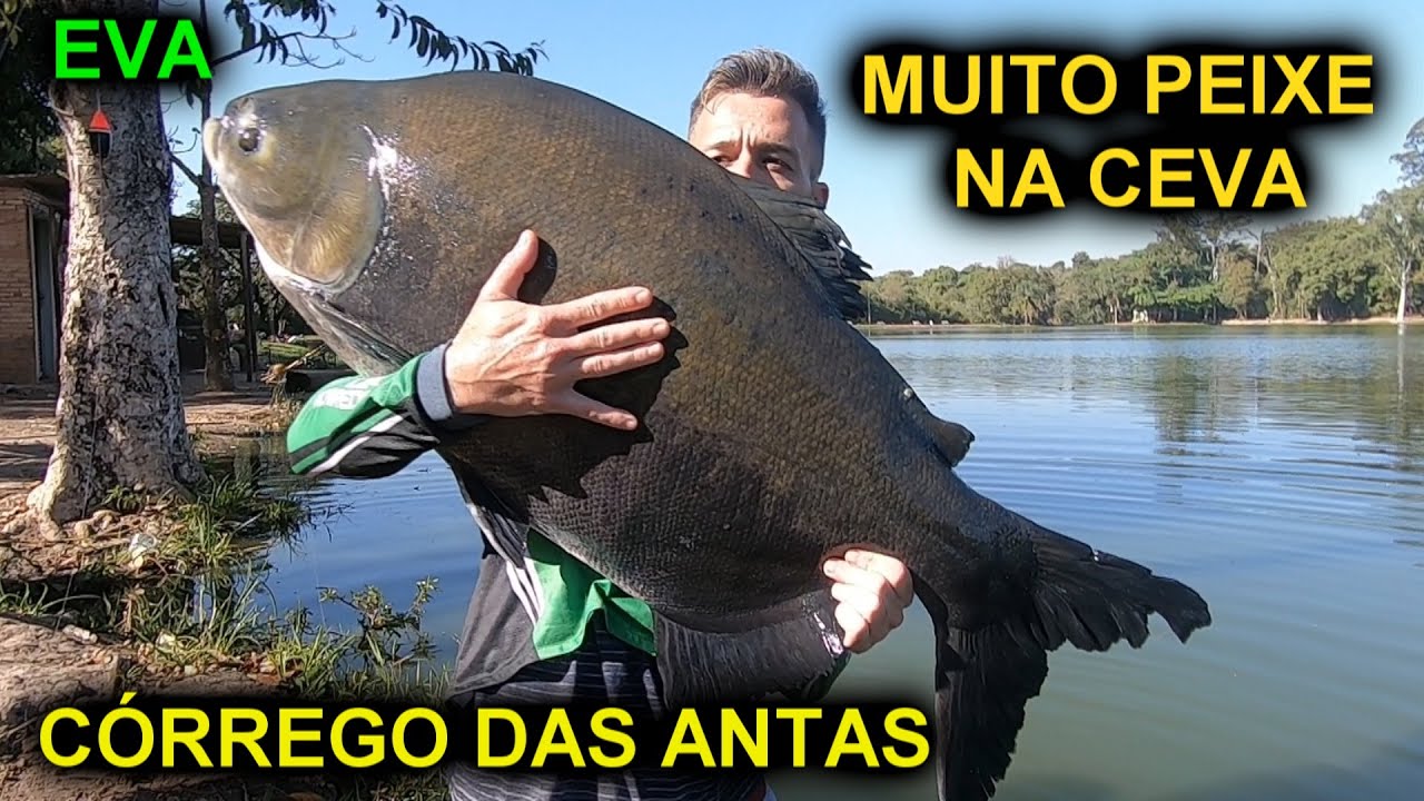 PESCAMOS COM O C&Oacute;RREGO DAS ANTAS VAZIO / TAMBACU MOENDO NA CEVA