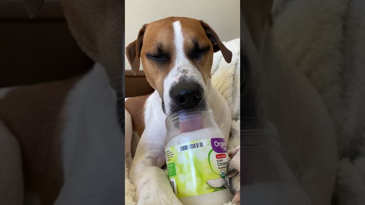 Coconut oil ASMR dog licking 😂 Coconut oil is SO good for dogs & helps their skin & coat