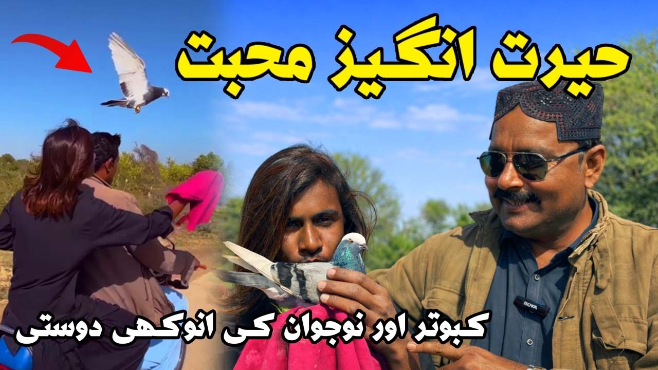 Piyaar kahani kabootar or nojawan ki Love story of a pigeon and a Youngman