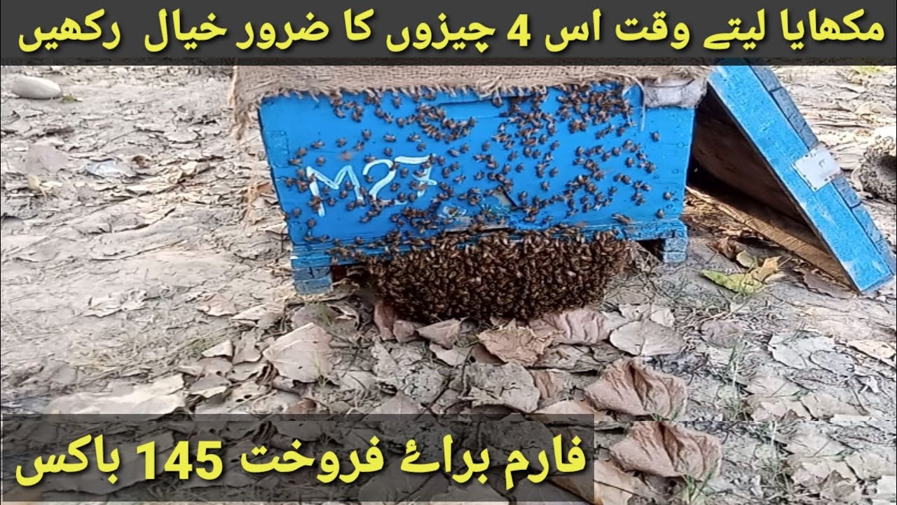 Must Watch This Video Before Buying Honey Bees Box || Strong Honey Bees For Sale